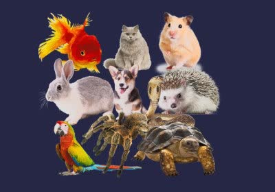 sony playstation developers shovelware with video